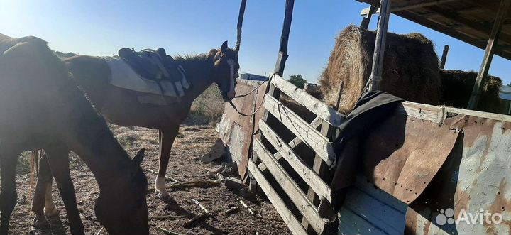 Продаются 2 кобылы