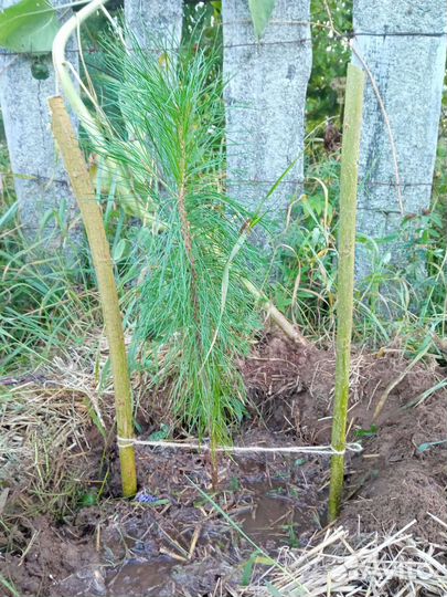 Саженцы сибирского кедра