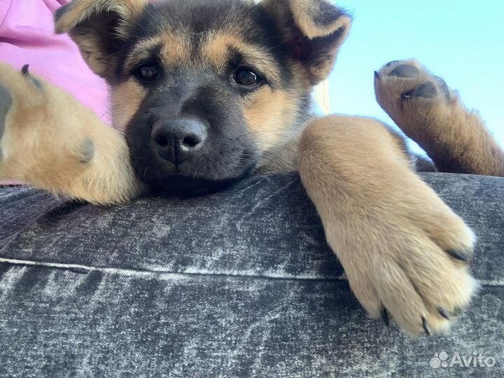 Щенок девочка в добрые руки