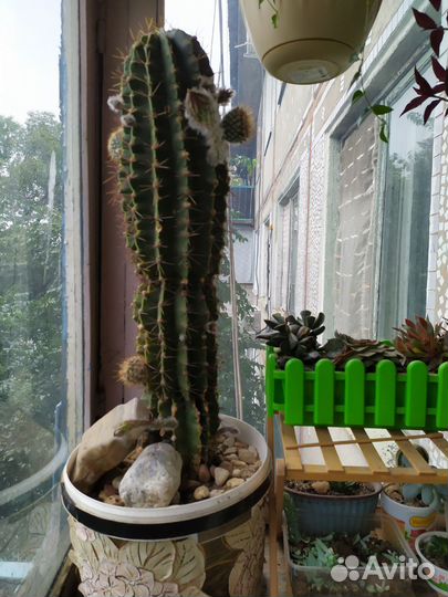 Кактус маленький
