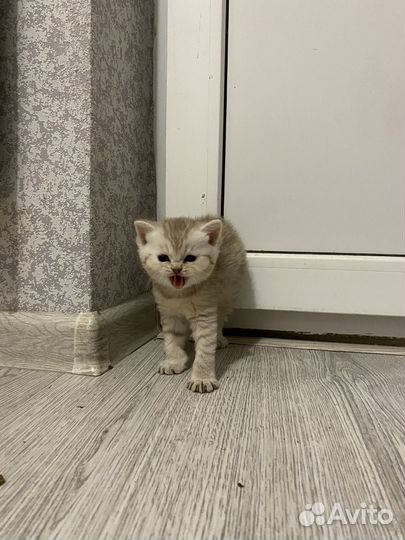 Шотландские котята