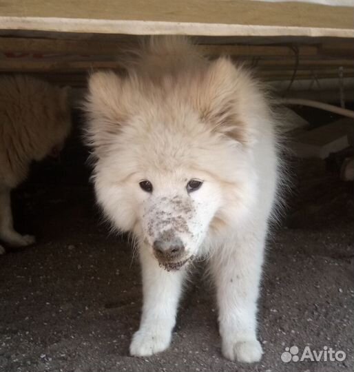 Компрессор (фен) для сушки собак и кошек в аренду