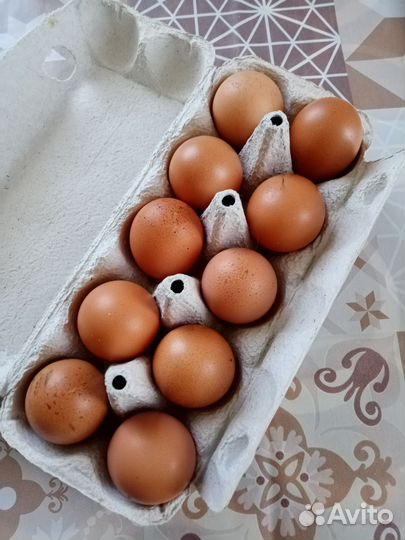 Домашние куриные яйца