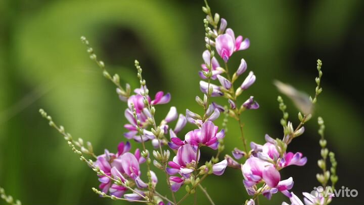 Леспедеца двуцветная, леспедеца двухцветная, медон