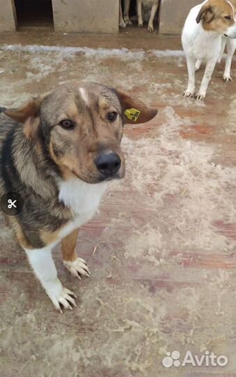 Собака Золотце, кобель