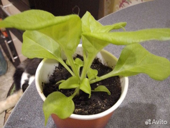 Рассада помидоров томатов