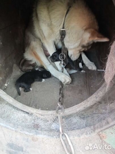 Собаки бесплатно в добрые руки щенки