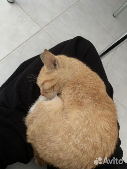 Кот по имени Башмачок