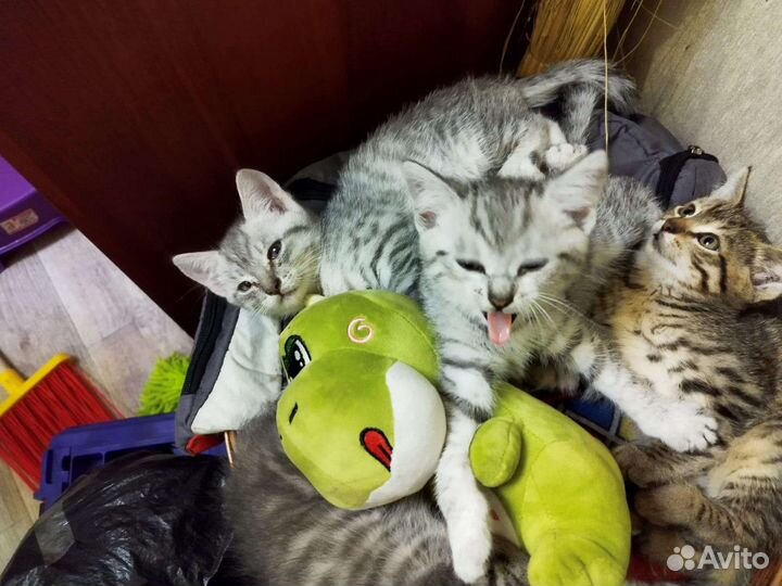 Кошка в дар бесплатно