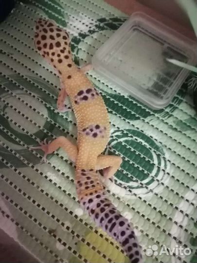 Эублефар с террариумом