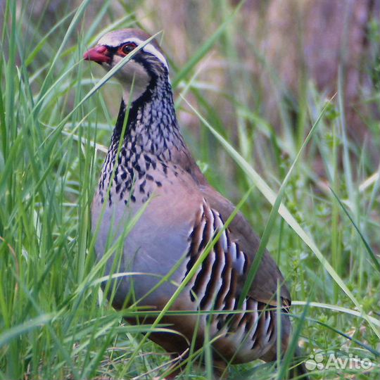 Серая куропатка