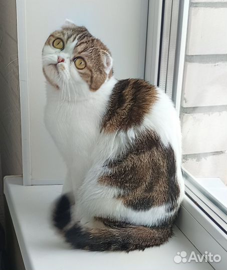 В добрые руки