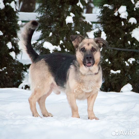 Хозяин Лорда умер