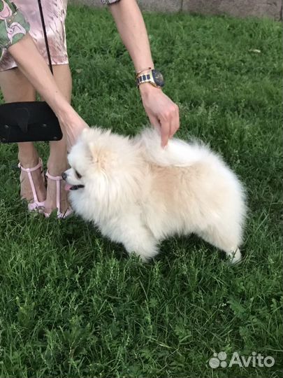 Шпиц померанский Вязка Медвежонок