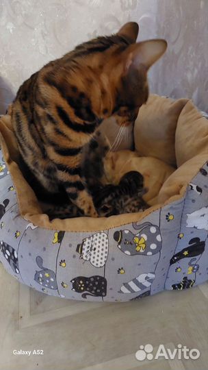 Леопардовые котята