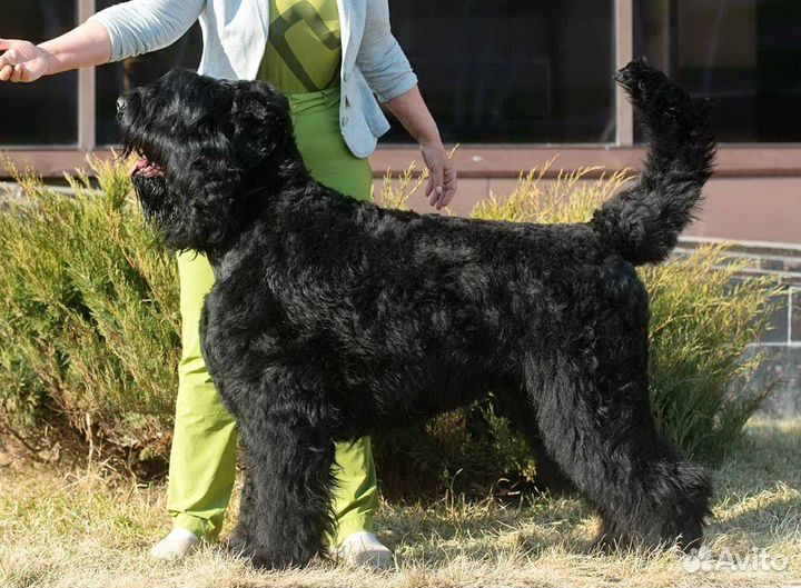 Русский чёрный терьер, щенки
