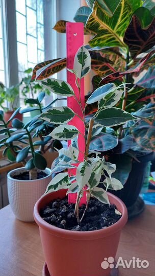 Фикус Бенджамина Старлайт