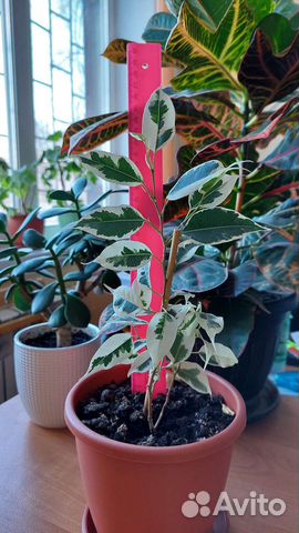 Фикус Бенджамина Старлайт