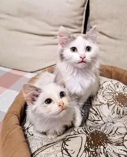 Котята регдолл