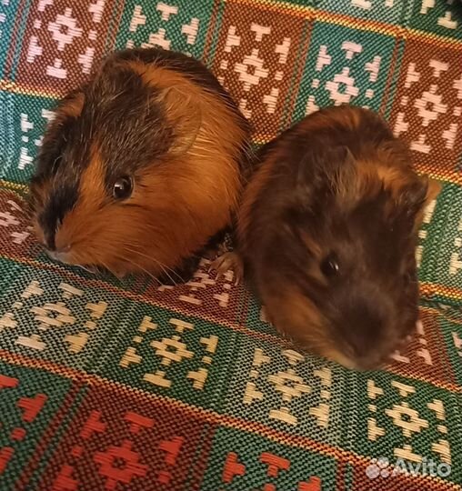 Морские свинки 2шт