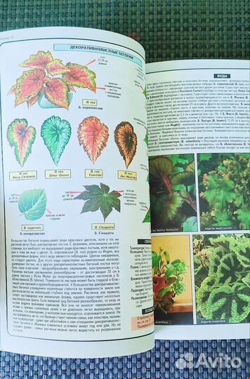 Книга комнатные растения