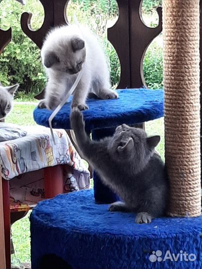 Милые добрые котята