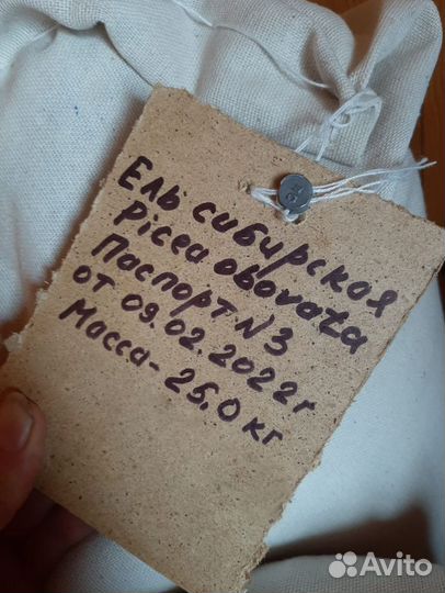 Семена ели обыкновенной