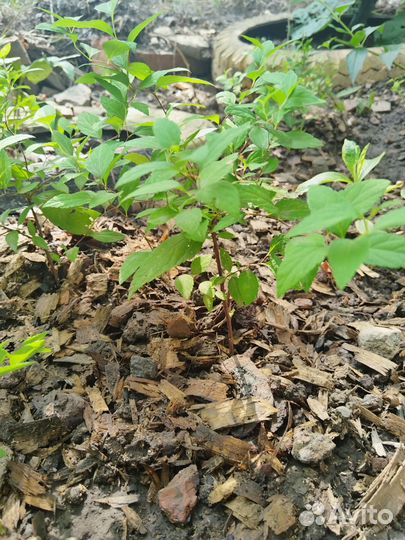 Спиреи: Голд Флейм (Goldflame),Кантонская ланцеата