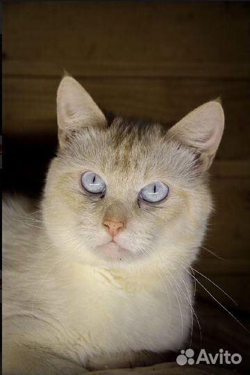 Кошечки и котики в дар