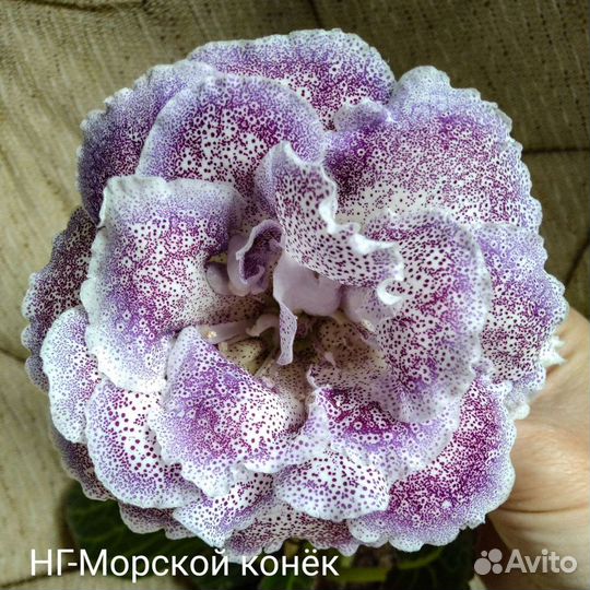 Глоксинии сортовые