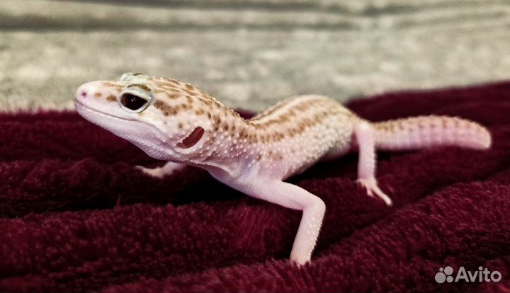 Геккон эублефар
