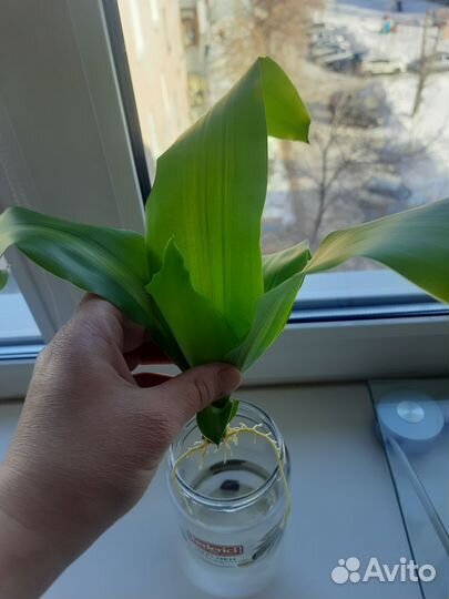 Комнатные цветы драцена