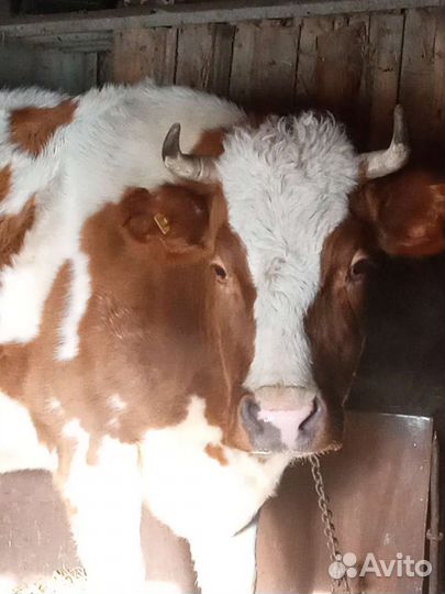 Корова высокоудойная