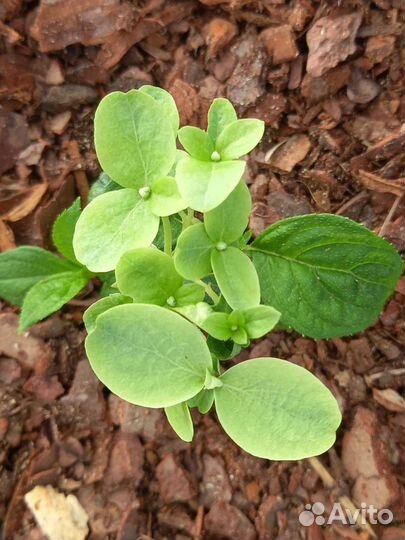 Гортензия метельчатая