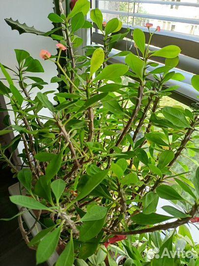 Молочай миля,молочай эуфорбия