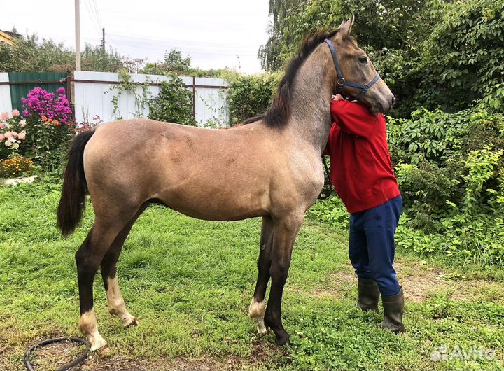 Жеребец орловский рысак