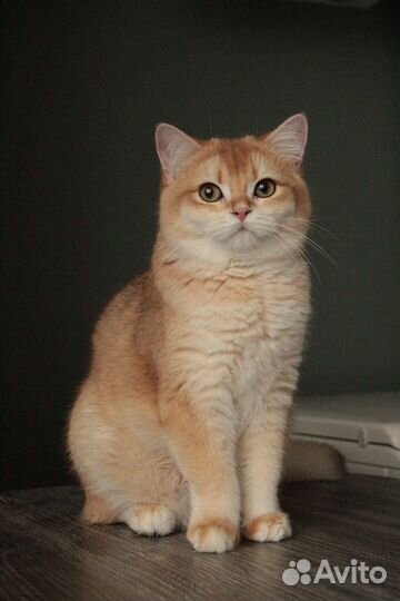 Британская шиншилла