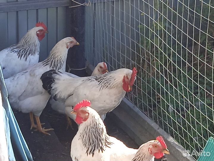 Петухи
