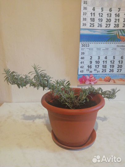 Комнатные цветы (новое)