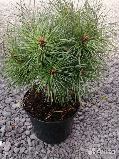 Сосна Стражник