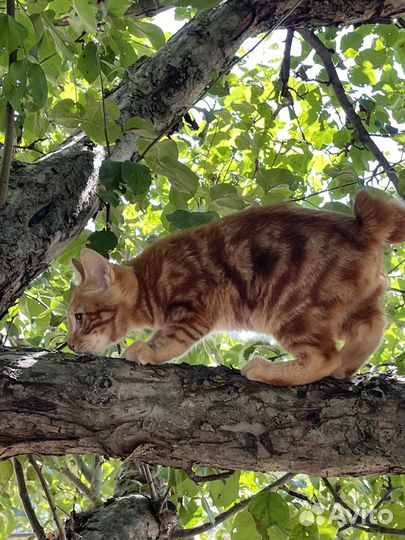 Курильский бобтейл