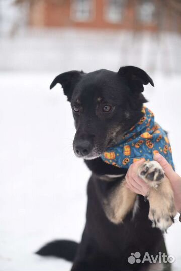 Багги хочет домой