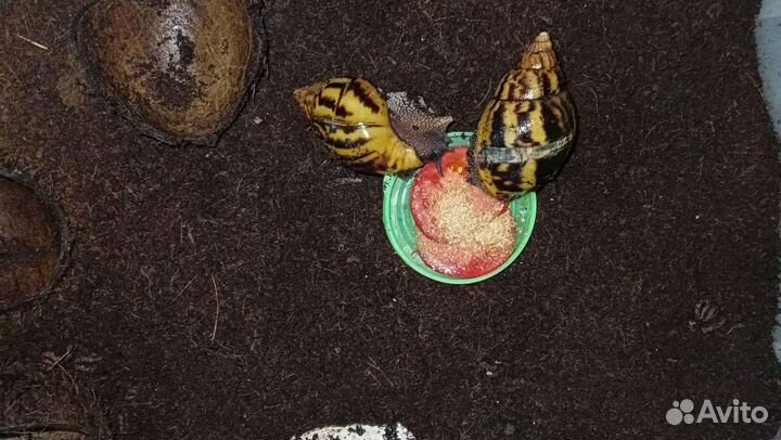 Улитки ахатины, альбиносы, тигры дарк, фулики