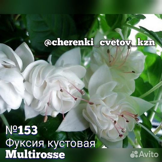 Неукор черенки фуксии, пеларгонии и бегонии