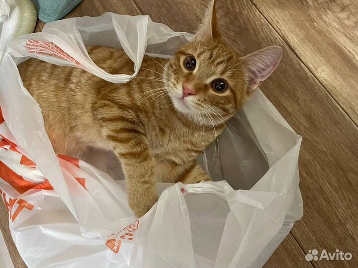 Отдам кота