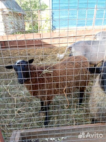 Ярка романовской породы