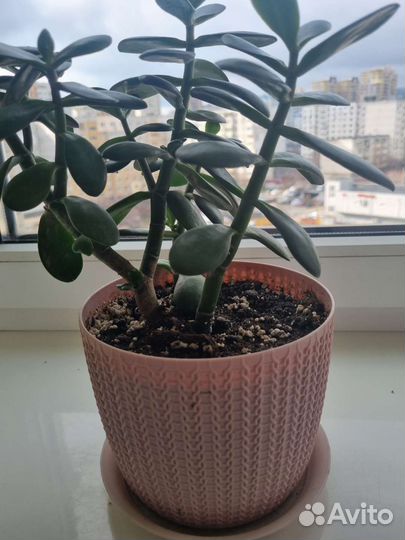 Денежное дерево