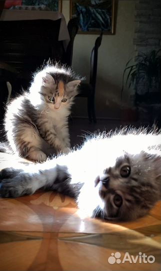 Отдам в добрые руки