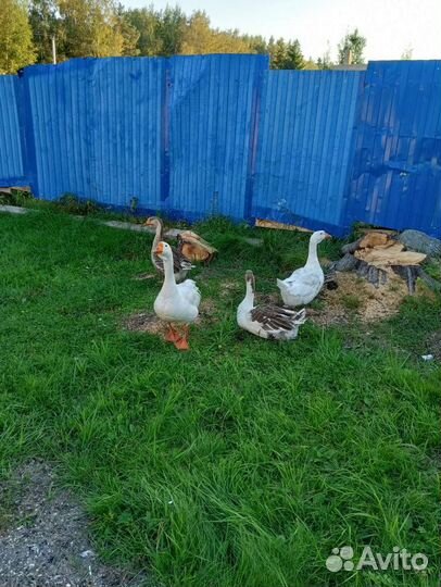 Семья гусей