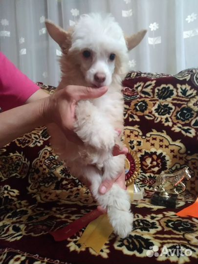 Китайская хохлатая пуховая